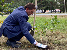 Новосибирцы посадили в Троицком сквере молодые берёзы