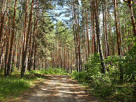 Проверка качества охраны лесов пройдет в мае в 30 регионах, в том числе в Пензенской области