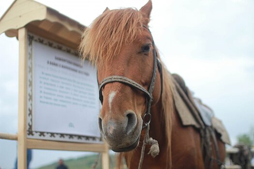 В Ногинске будут судить женщину за кражу восьми лошадей