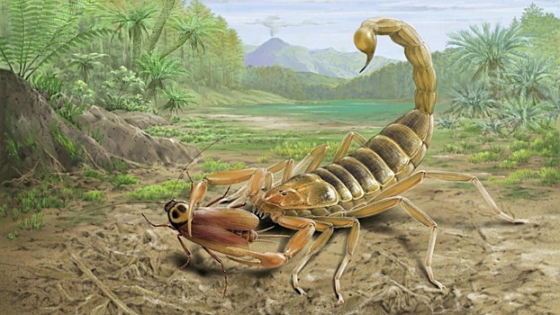 В Китае обнаружили самого большого окаменелого скорпиона эпохи мезозоя