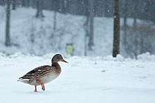 Орнитологи посчитали зимующих водоплавающих птиц в Москве