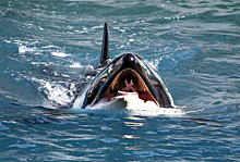 «Пожирают язык кита, пока он еще живой»