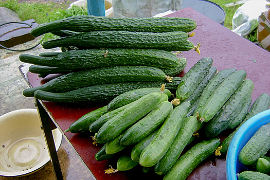 В Новосибирске цены на огурцы стали самыми быстрорастущими в декабре-2024