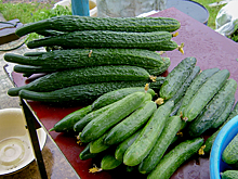 В Новосибирске цены на огурцы стали самыми быстрорастущими в декабре-2024