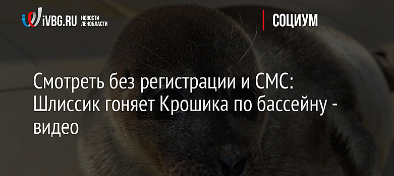 Смотреть без регистрации и СМС: Шлиссик гоняет Крошика по бассейну - видео