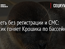 Смотреть без регистрации и СМС: Шлиссик гоняет Крошика по бассейну - видео