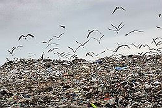 Строительство Сянинского полигона ТКО в Глазовском районе прекратили