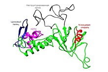 Сибирские ученые расшифровали структуру человеческого белка