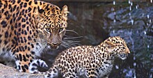 В России стало больше дальневосточных леопардов