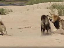 Львы не поделили внимание самки и устроили противоборство на глазах у туристов в Африке