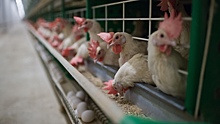 Во Франции заявили об угрозе из-за импорта мяса птицы с Украины