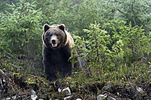 Видеокамеры российской школы сняли медведя, гуляющего вокруг здания