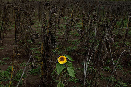 РИА: цены на подсолнечное масло в мире выросли из-за спада украинского экспорта