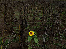 РИА: цены на подсолнечное масло в мире выросли из-за спада украинского экспорта