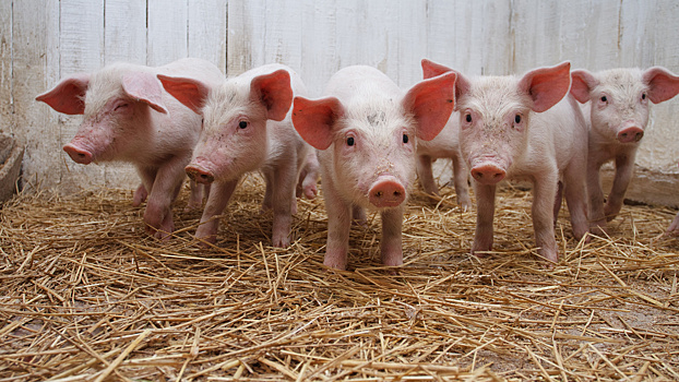Вступили в законную силу Ветеринарные правила, направленные на предотвращение распространения и ликвидацию очагов репродуктивно-респираторного синдрома свиней