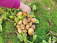 Что посадить после картофеля