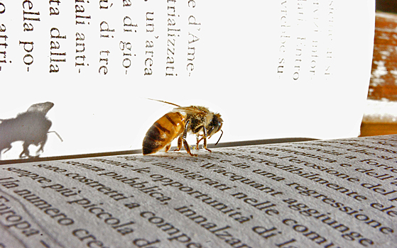 Пчелы могут ассоциировать числа с символами