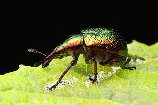 Прожорливый жучок, который портит вишню. Как бороться с вишневым долгоносиком