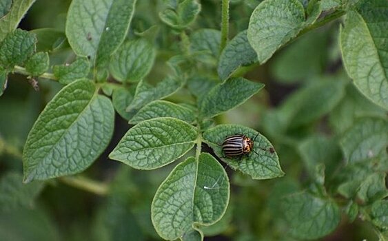 США первыми применят новое оружие против колорадского жука