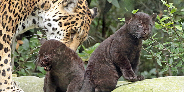 Детеныш редкого черного ягуара родился в Мексике