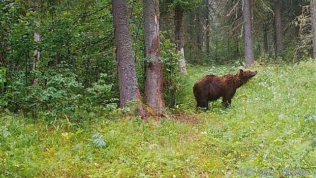 Качалку в одоевском районе медведь фото
