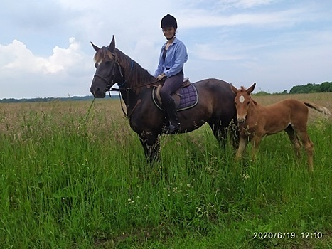 Из конного клуба "Янтарная подкова" за месяц пропали две лошади с жеребятами