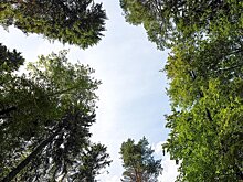 Зеленые территории Москвы снижают стресс и положительно влияют на самочувствие горожан