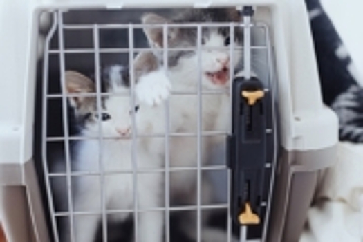 Волонтеры вывезли из Мариуполя в Россию более 200 кошек