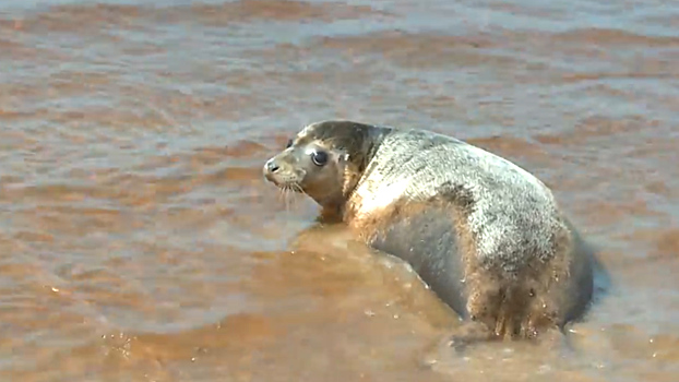 Спасенных балтийских серых тюленей выпустили на волю