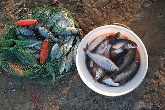 В низовье Волги и на Каспии вводится запрет на вылов любимой рыбаками воблы