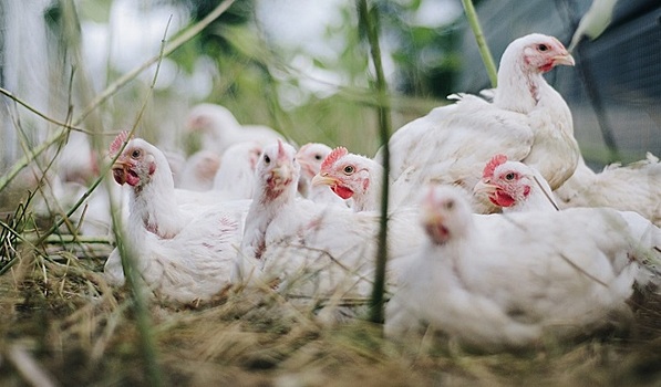 На российских птицефабриках некому работать