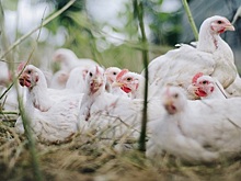 На российских птицефабриках некому работать