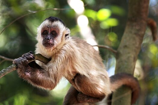Директор НИЦ Гамалеи Гинцбург заявил, что обезьяны сами могли заразиться оспой от грызунов