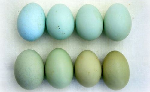 Голубые Яйца Куриные Кто Несет Фото