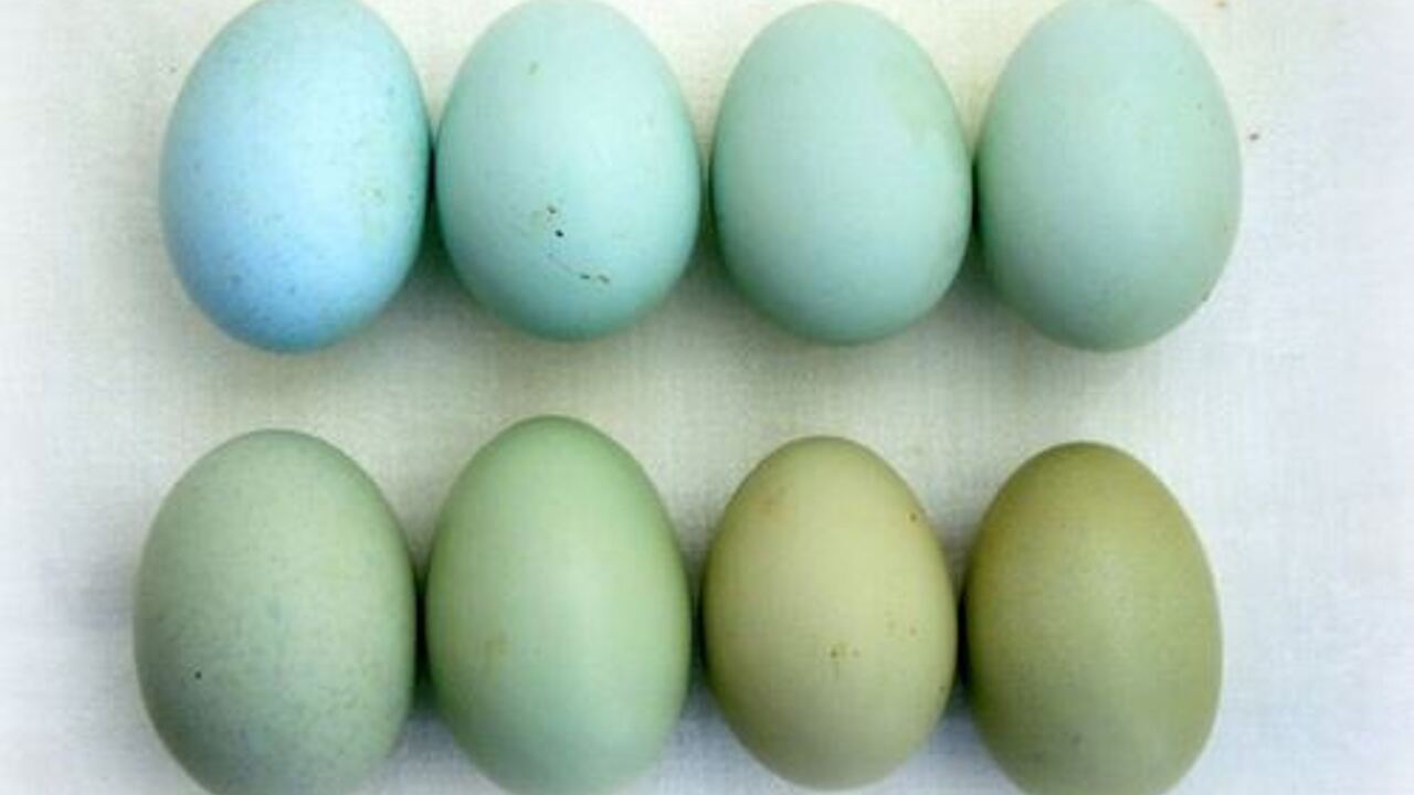 Фото кур несущих голубые яйца. Куры Араукана яйца. Яйца кур Амераукана. Куры порода Амераукана яйцо. Араукана яйца.