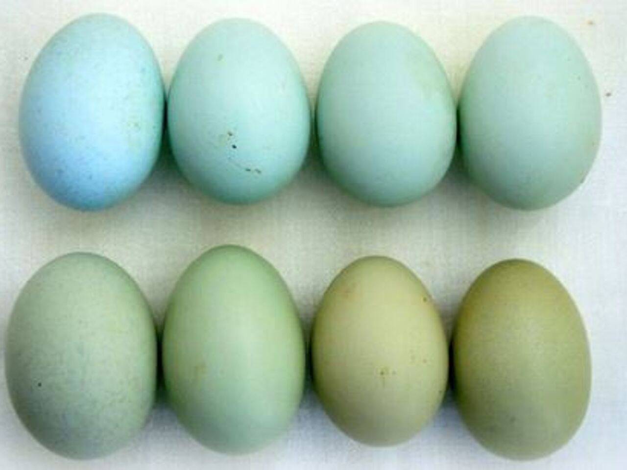 Порода кур синь синь. Араукана яйца. Куры Араукана яйца. Куры и яйцо синь синь Дянь. Синь-синь-Дянь порода яйца.