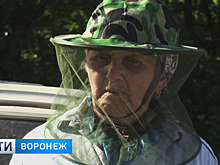 В Придонье нашествие комаров тянет на сюжет для фильма ужасов