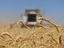 Генетики из России близки к созданию пшеницы, устойчивой к прорастанию
