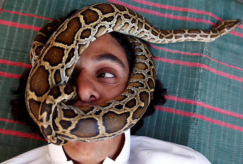 Палестинец Набиль Мусса, разводящий скорпионов и змей, в своем доме в Эр-Рияде, Саудовская Аравия