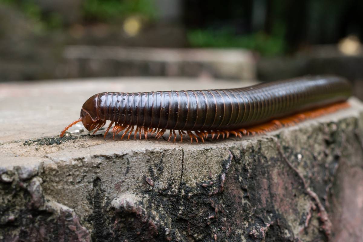 Исчезнувшую более ста лет назад многоножку нашли на Мадагаскаре