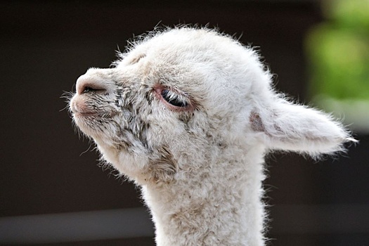 Воронежский инвестор может отказаться от создания парка альпак в Курске