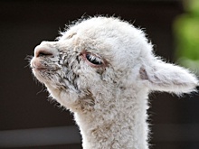 Воронежский инвестор может отказаться от создания парка альпак в Курске