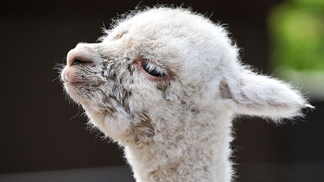 Воронежский инвестор может отказаться от создания парка альпак в Курске