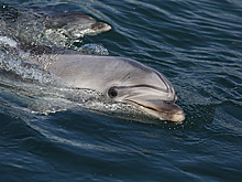 Охота дельфина за рыбой в Черном море восхитила туристов