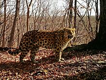 Фотоловушки в Приморье засняли считавшуюся погибшей в ДТП самку дальневосточного леопарда