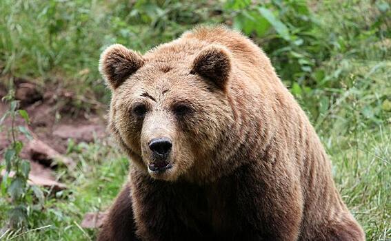 Медведица с медвежонком поужинала на помойке в Мочище