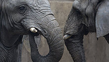В Таиланде слоны ограбили грузовики с фруктами