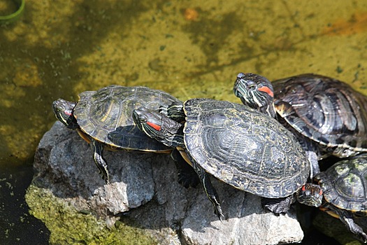 Нашествие рептилоидов: заморские черепахи захватили дома омичей