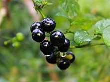 Волгоградцам рассказали о такой ягоде, как санберри или паслен