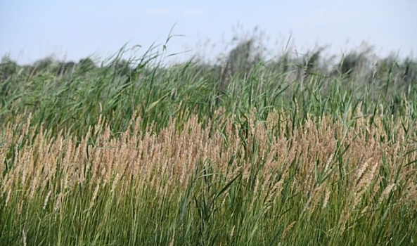 Жителям Волгоградской области грозят штрафы за сорняки на дачном участке